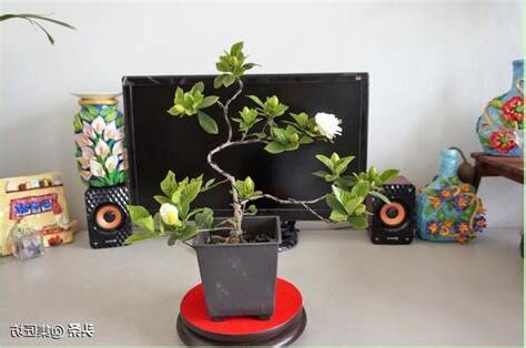 梔子花 盆栽